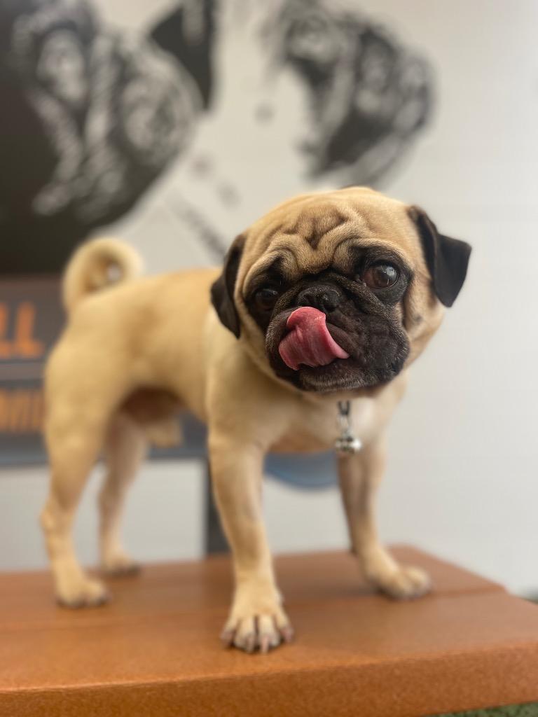 Enlarge Bruce Willis *special needs*, a Adoptable Pug in Gardena, CA image 6/6