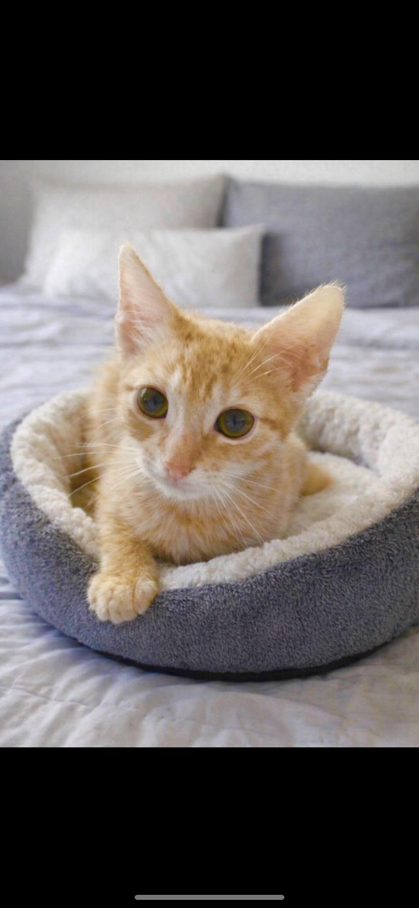 Spike, ADOPTABLE, Kitten Male Domestic Short Hair.