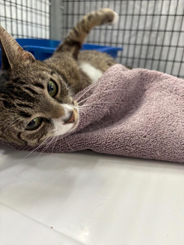 Enlarge Kit T. Kat, a Adoptable mixed breed in Raleigh, NC image 2/3