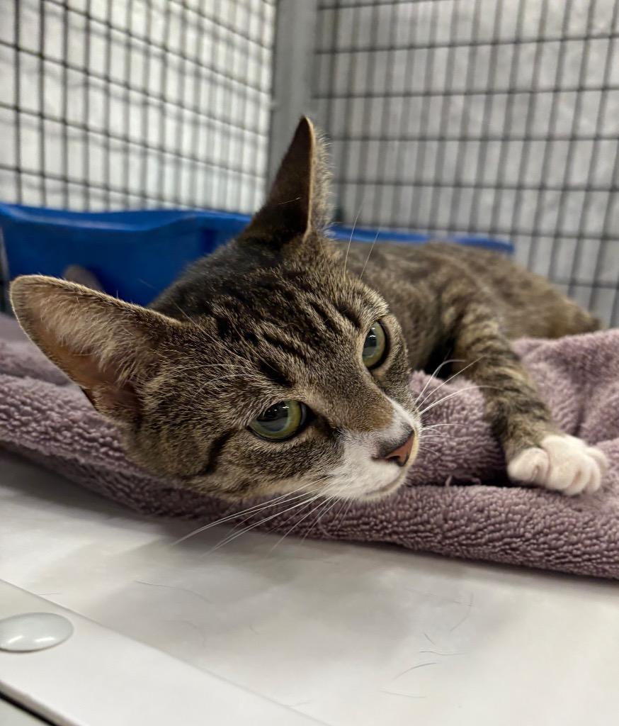 Enlarge Kit T. Kat, a Adoptable mixed breed in Raleigh, NC image 3/3