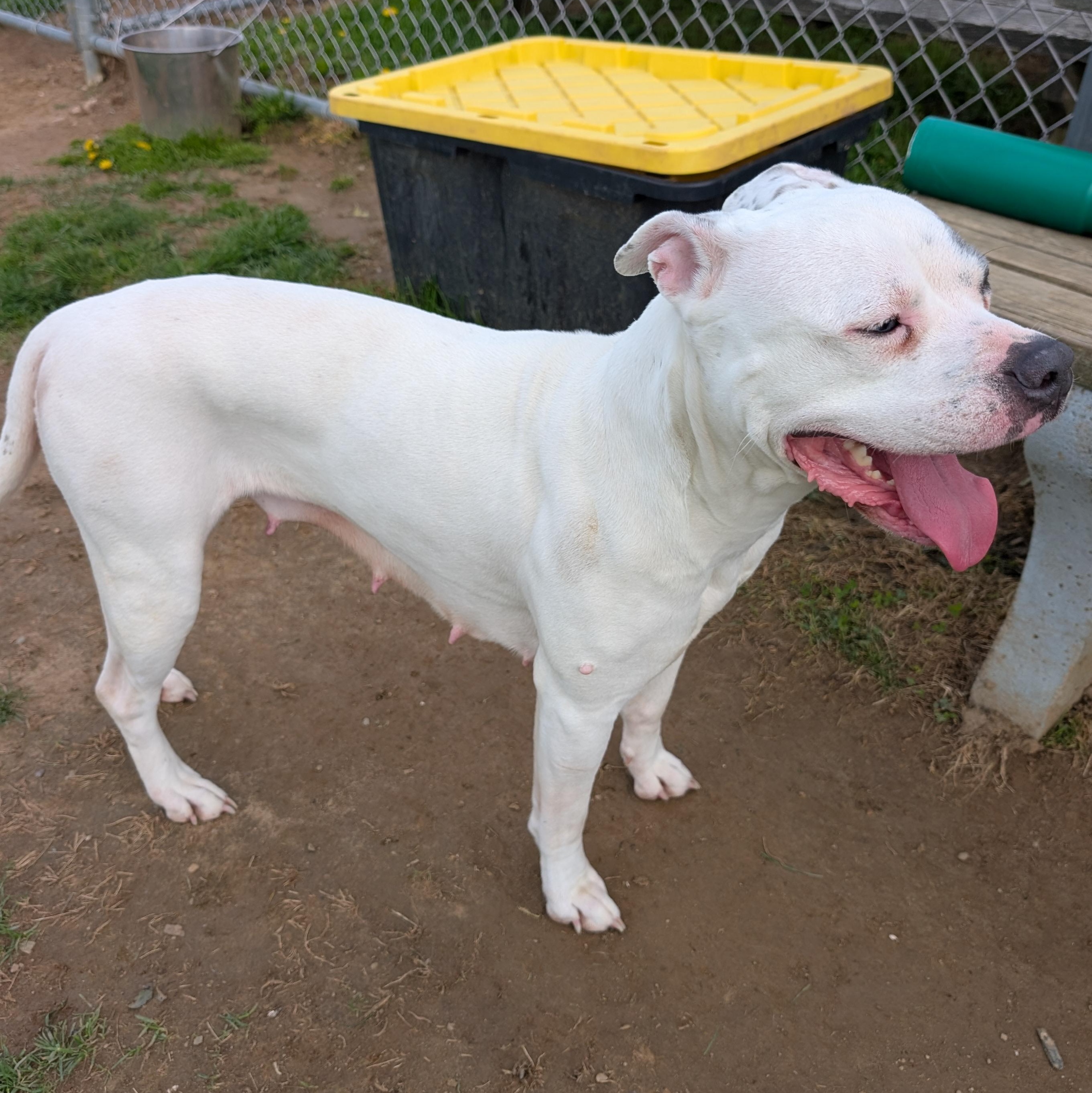 Enlarge 190267 Gypsy , a ADOPTABLE Pit Bull Terrier in Ravenna, OH image 2/4