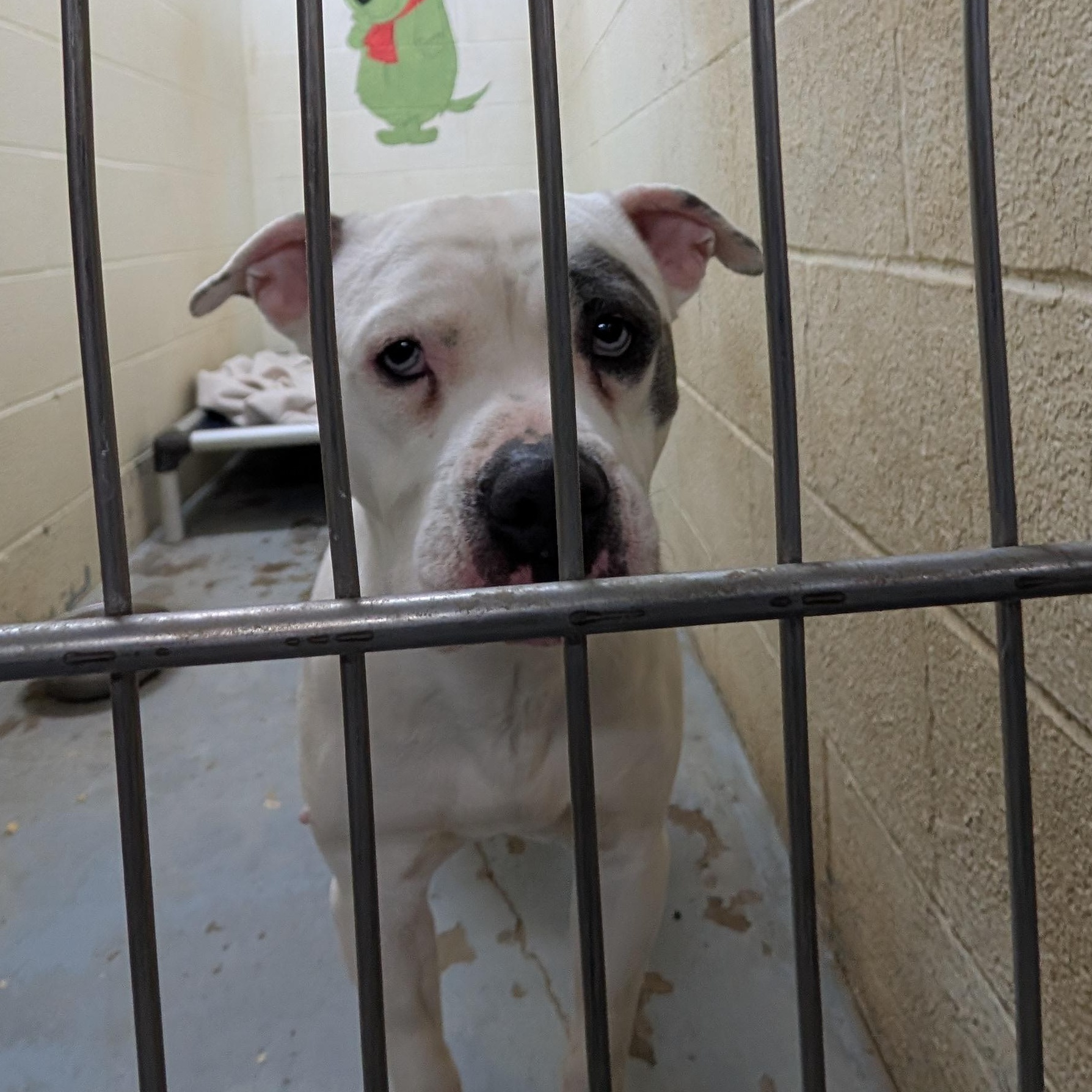 Enlarge 190267 Gypsy , a ADOPTABLE Pit Bull Terrier in Ravenna, OH image 3/4
