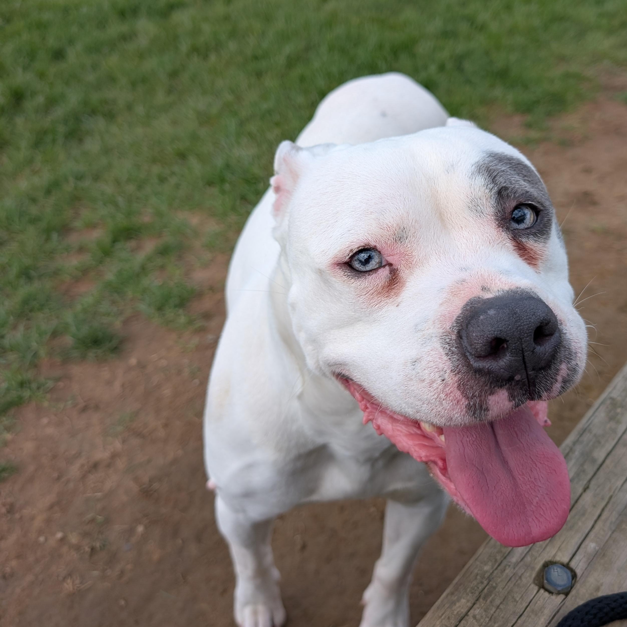 Enlarge 190267 Gypsy , a ADOPTABLE Pit Bull Terrier in Ravenna, OH image 1/4