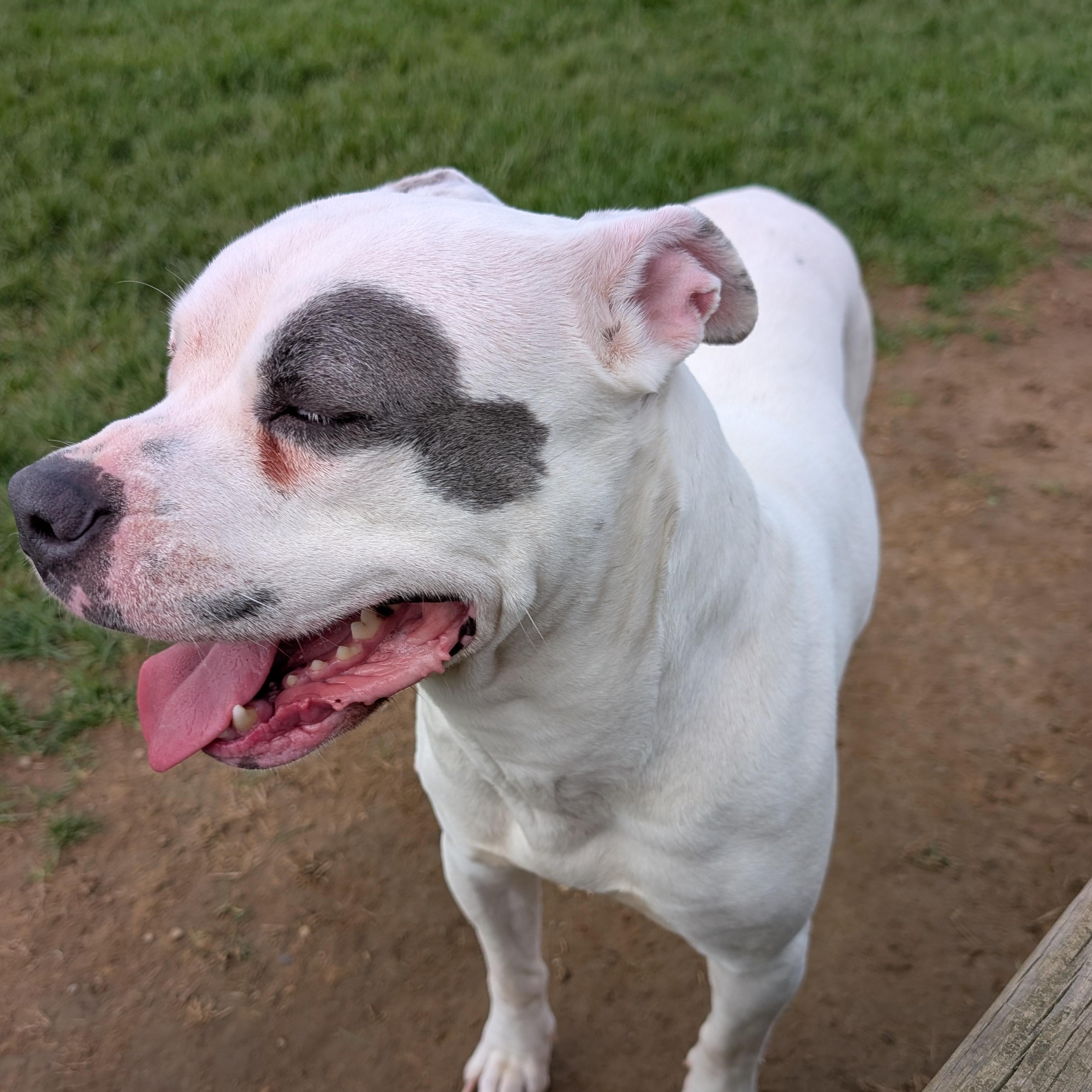 Enlarge 190267 Gypsy , a ADOPTABLE Pit Bull Terrier in Ravenna, OH image 4/4