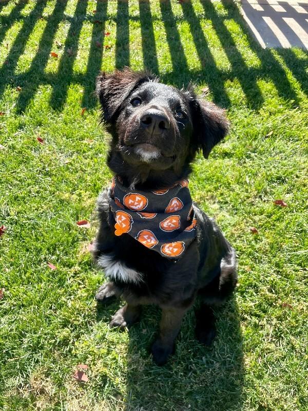 Galadriel, Adoptable, Puppy Female Border Collie & Australian Shepherd.