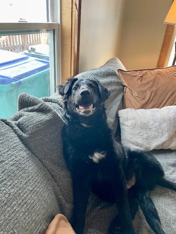 Galadriel, a Adoptable mixed breed in Fort Collins, CO image 2/6