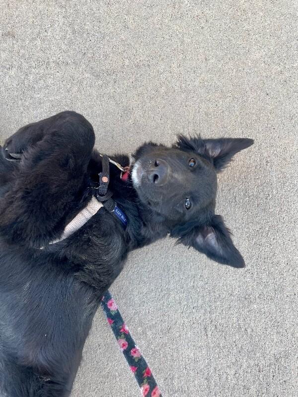 Galadriel, a Adoptable mixed breed in Fort Collins, CO image 3/6