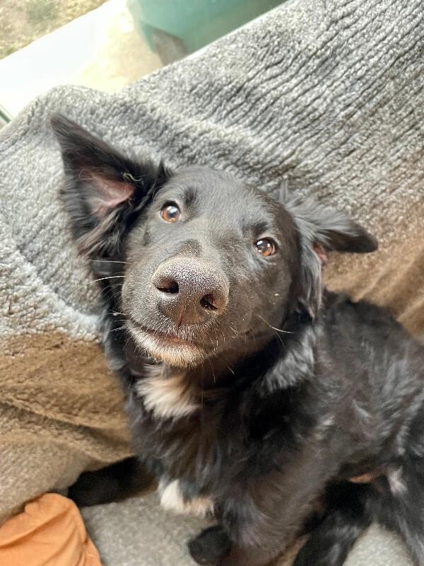 Galadriel, a Adoptable mixed breed in Fort Collins, CO image 4/6