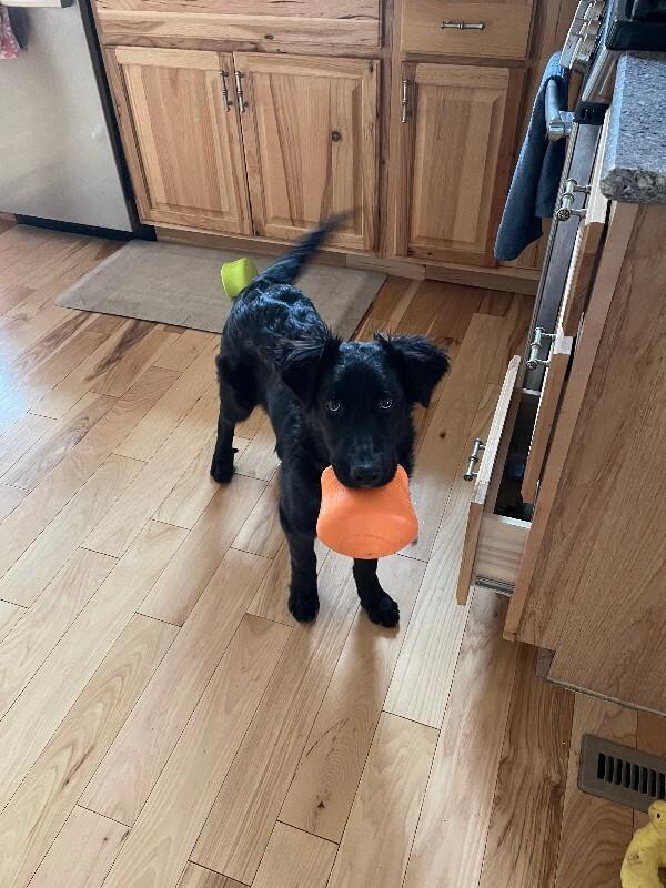 Galadriel, a Adoptable mixed breed in Fort Collins, CO image 5/6