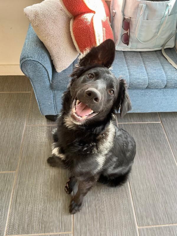 Galadriel, a Adoptable mixed breed in Fort Collins, CO image 6/6