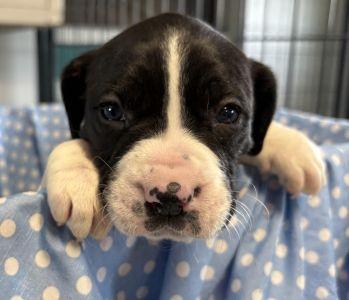 Darcy, Adopted, Young Female Boxer.