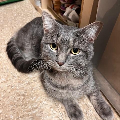 Smokey, ADOPTABLE, Young Male Domestic Medium Hair.