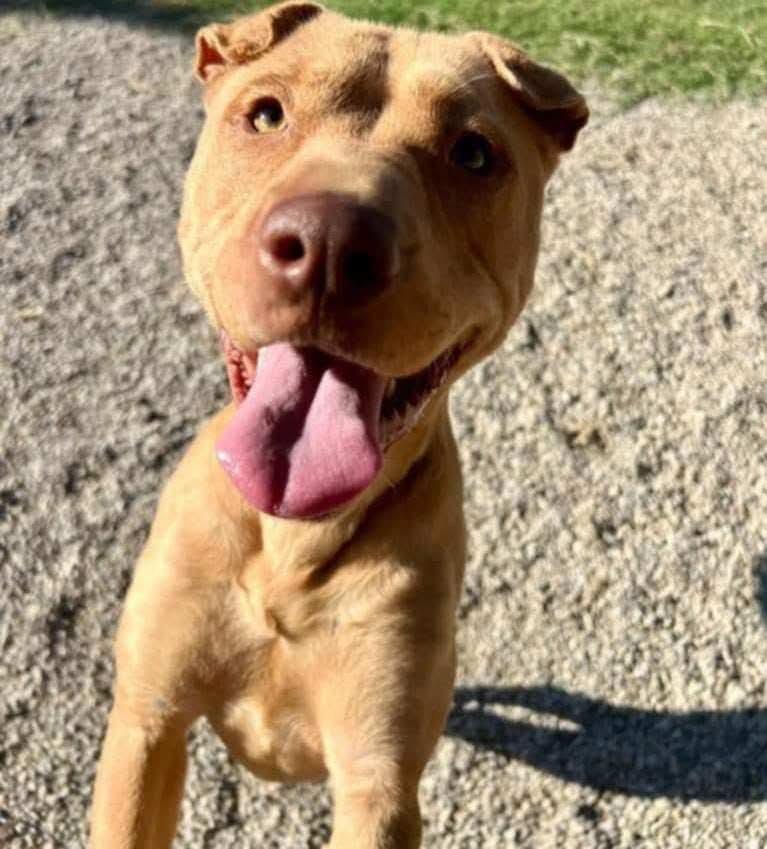 Enlarge Crystal, a Adoptable mixed breed in San Antonio, TX image 3/5