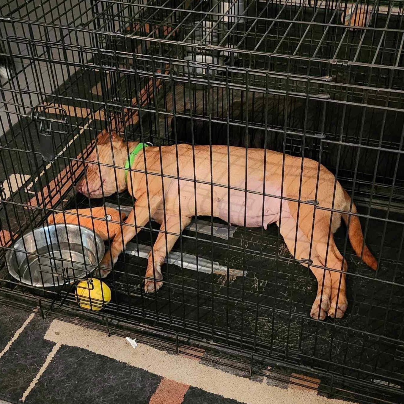 Enlarge Crystal, a Adoptable mixed breed in San Antonio, TX image 4/5