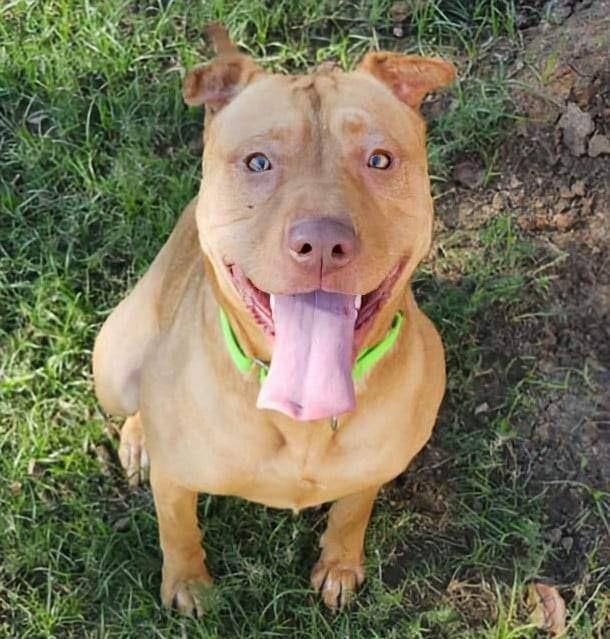 Enlarge Crystal, a Adoptable mixed breed in San Antonio, TX image 1/5