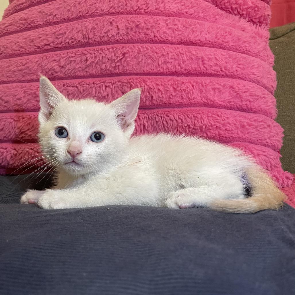 Obi, Adoptable, Kitten Male Siamese.