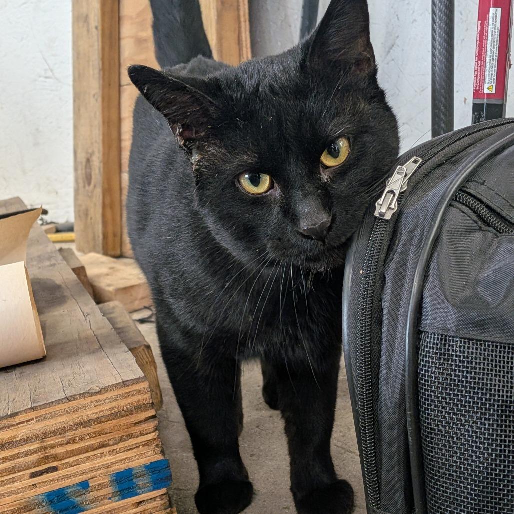 Enlarge Shadow, a ADOPTABLE Domestic Short Hair in Milwaukee, WI image 5/5