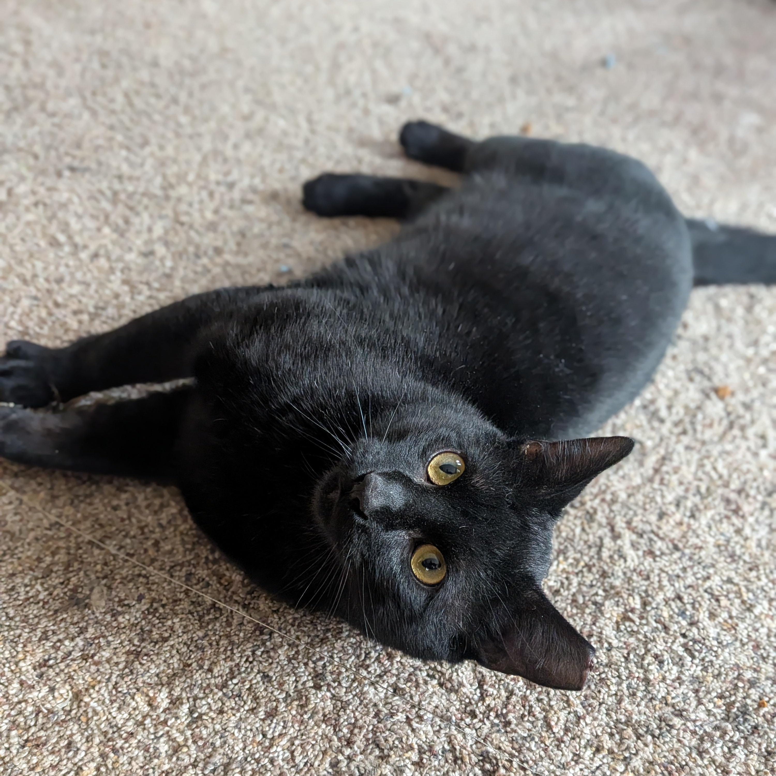 Shadow, adoptable, Young Male Domestic Short Hair.