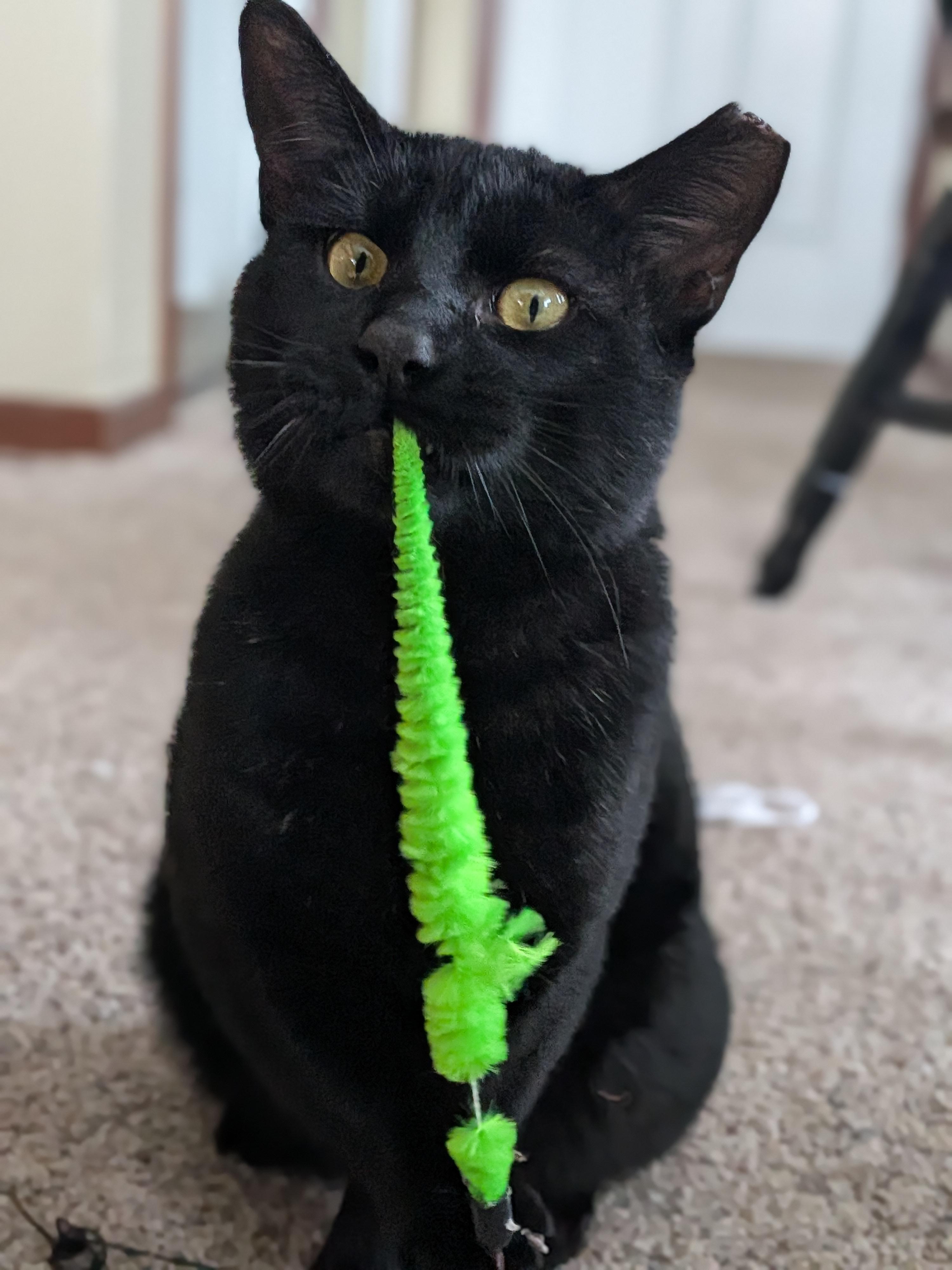 Enlarge Shadow, a ADOPTABLE Domestic Short Hair in Milwaukee, WI image 2/5