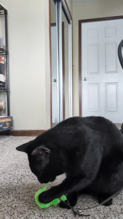 Enlarge Shadow, a ADOPTABLE Domestic Short Hair in Milwaukee, WI video 4/5