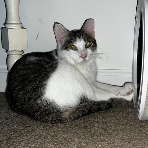 Starfire, Young Female Domestic Short Hair