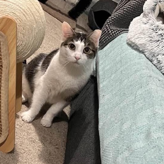 Enlarge Starfire, a Adoptable Domestic Short Hair in Cleveland, OH image 6/6