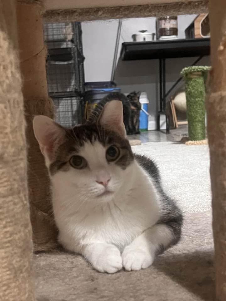 Enlarge Starfire, a Adoptable Domestic Short Hair in Cleveland, OH image 2/6