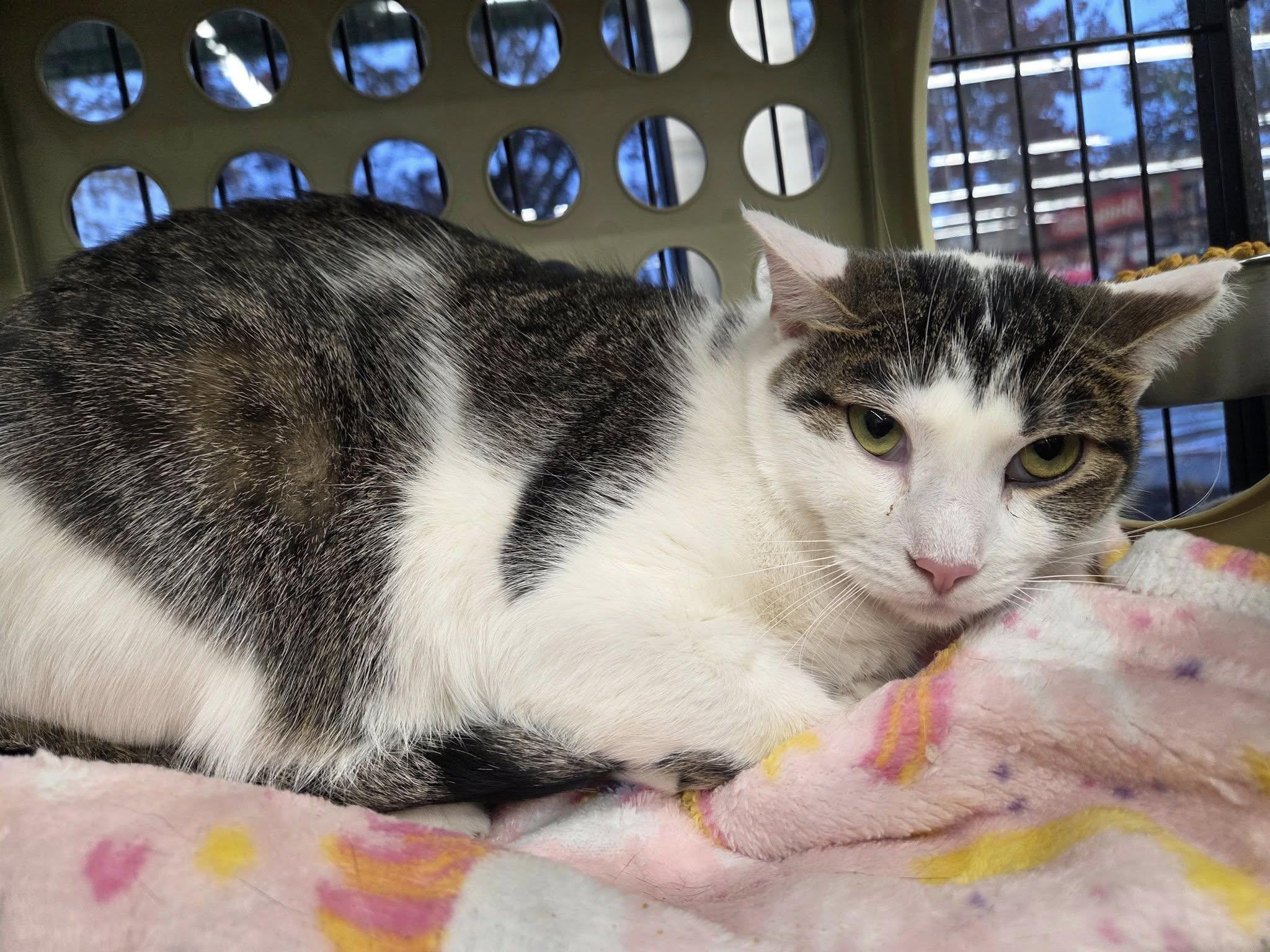 Enlarge Starfire, a Adoptable Domestic Short Hair in Cleveland, OH image 6/6