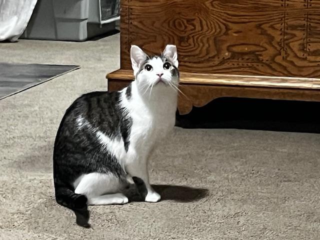 Enlarge Starfire, a Adoptable Domestic Short Hair in Cleveland, OH image 2/6