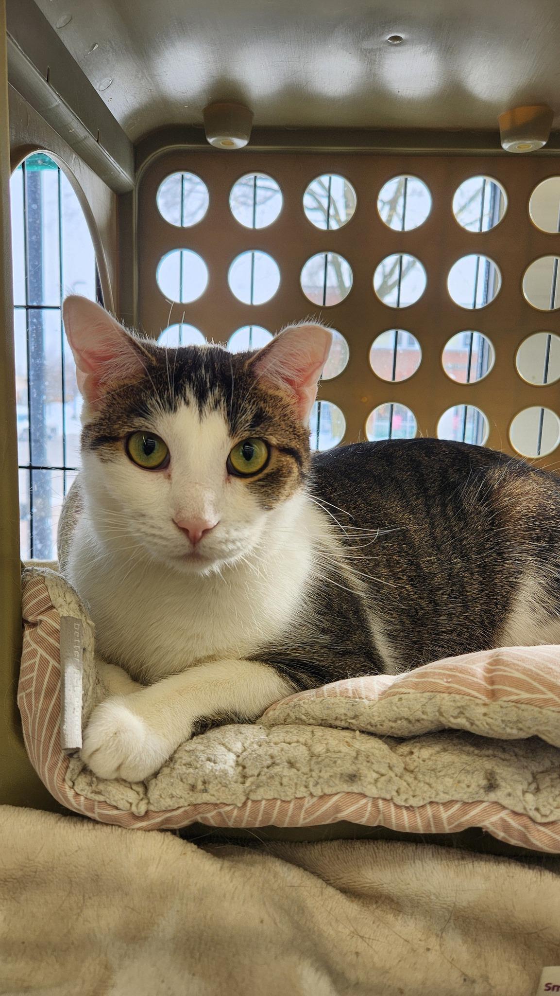 Starfire, Adoptable, Young Female Domestic Short Hair.