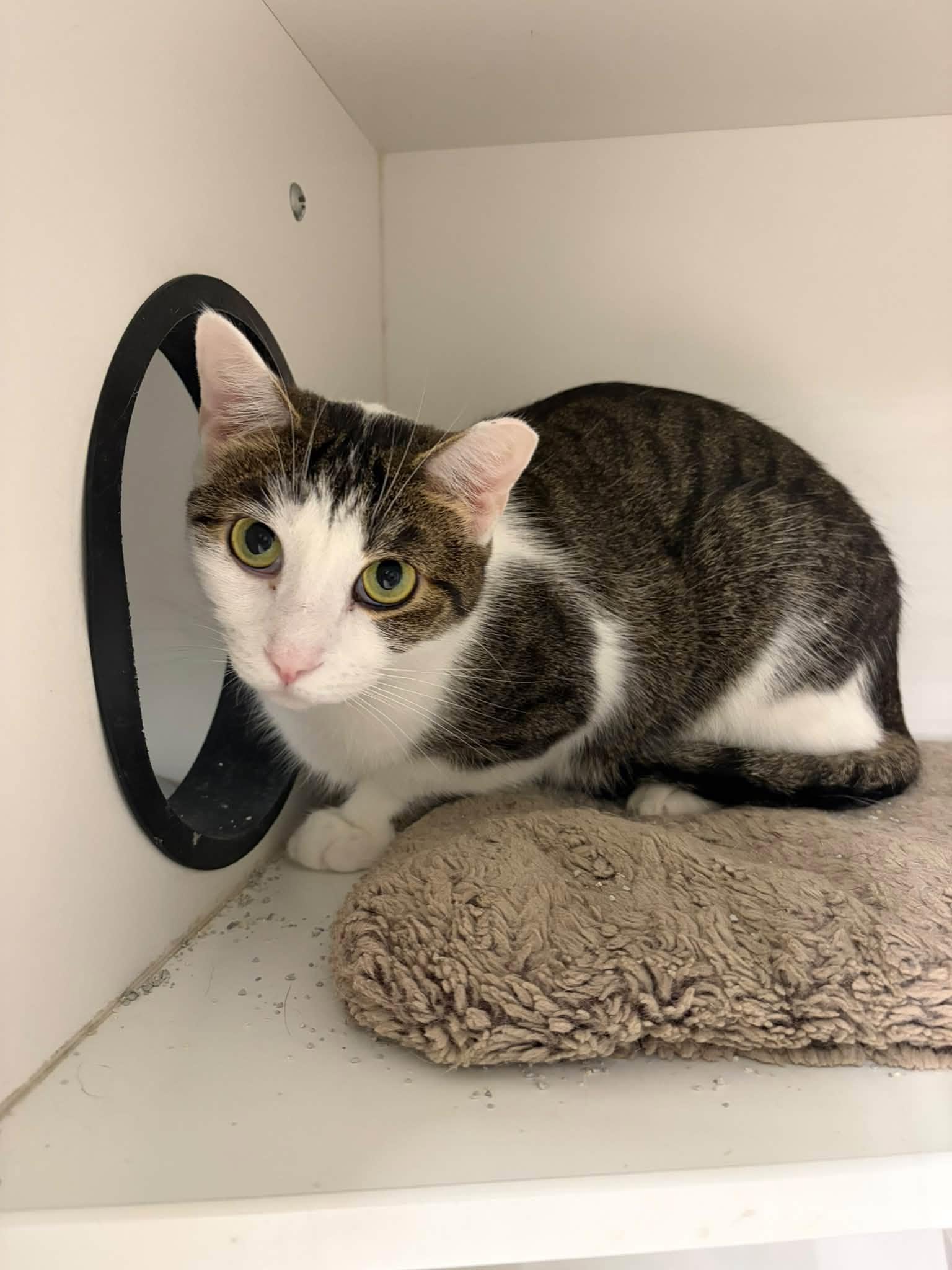 Enlarge Starfire, a Adoptable Domestic Short Hair in Cleveland, OH image 6/6