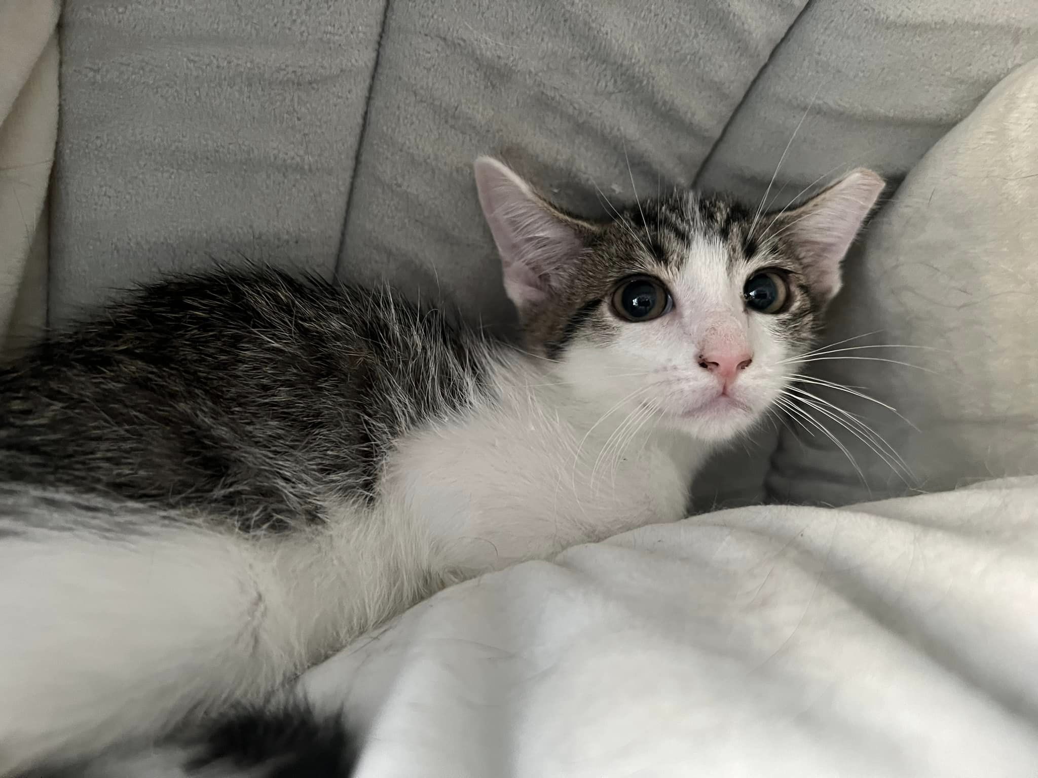 Enlarge Starfire, a Adoptable Domestic Short Hair in Cleveland, OH image 3/6