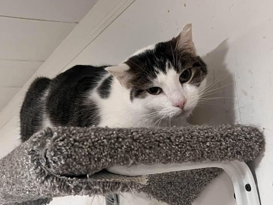 Enlarge Starfire, a Adoptable Domestic Short Hair in Cleveland, OH image 3/6