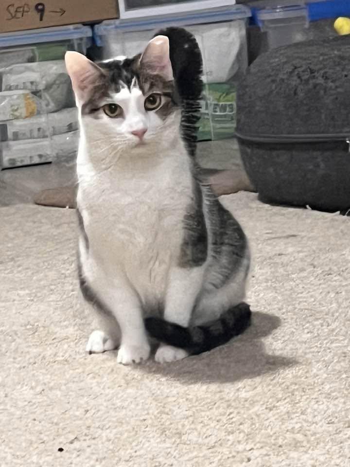 Enlarge Starfire, a Adoptable Domestic Short Hair in Cleveland, OH image 1/6