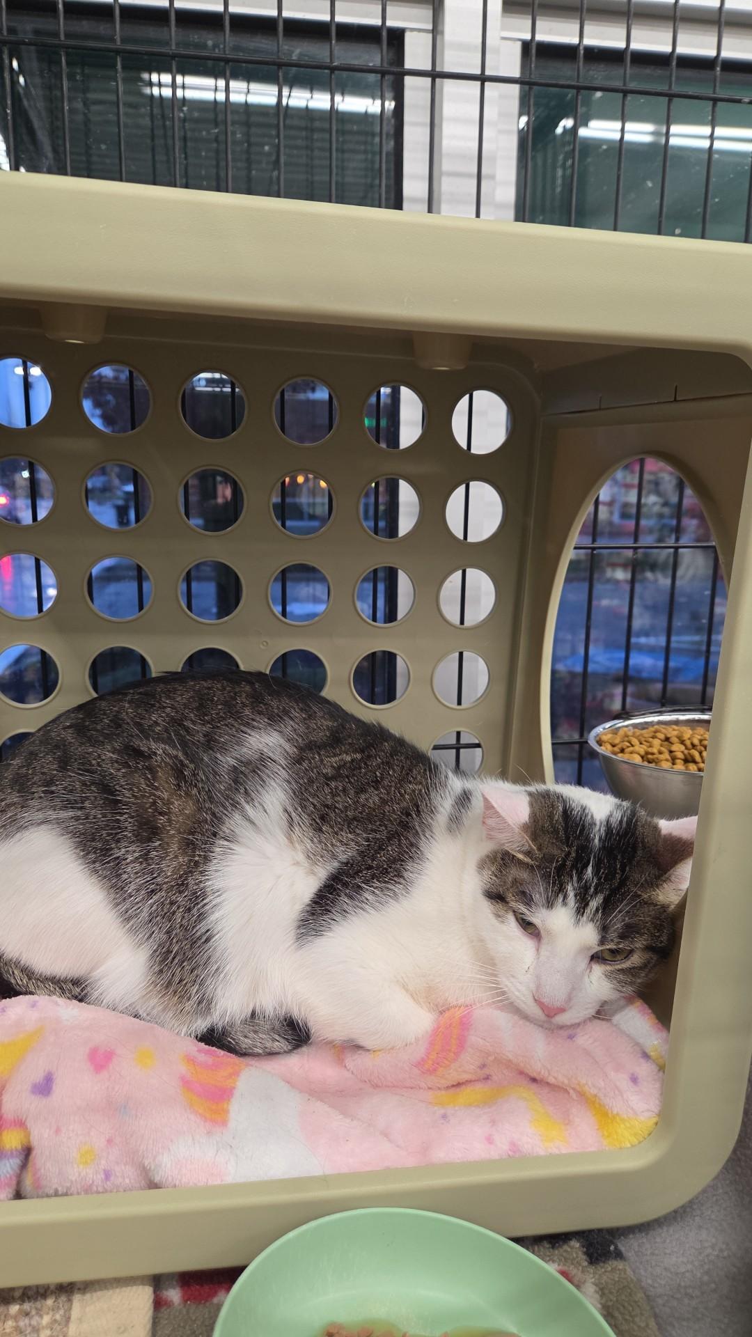 Starfire, Adoptable, Young Female Domestic Short Hair.