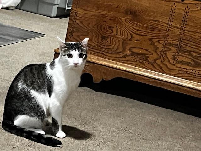 Enlarge Starfire, a Adoptable Domestic Short Hair in Cleveland, OH image 5/6