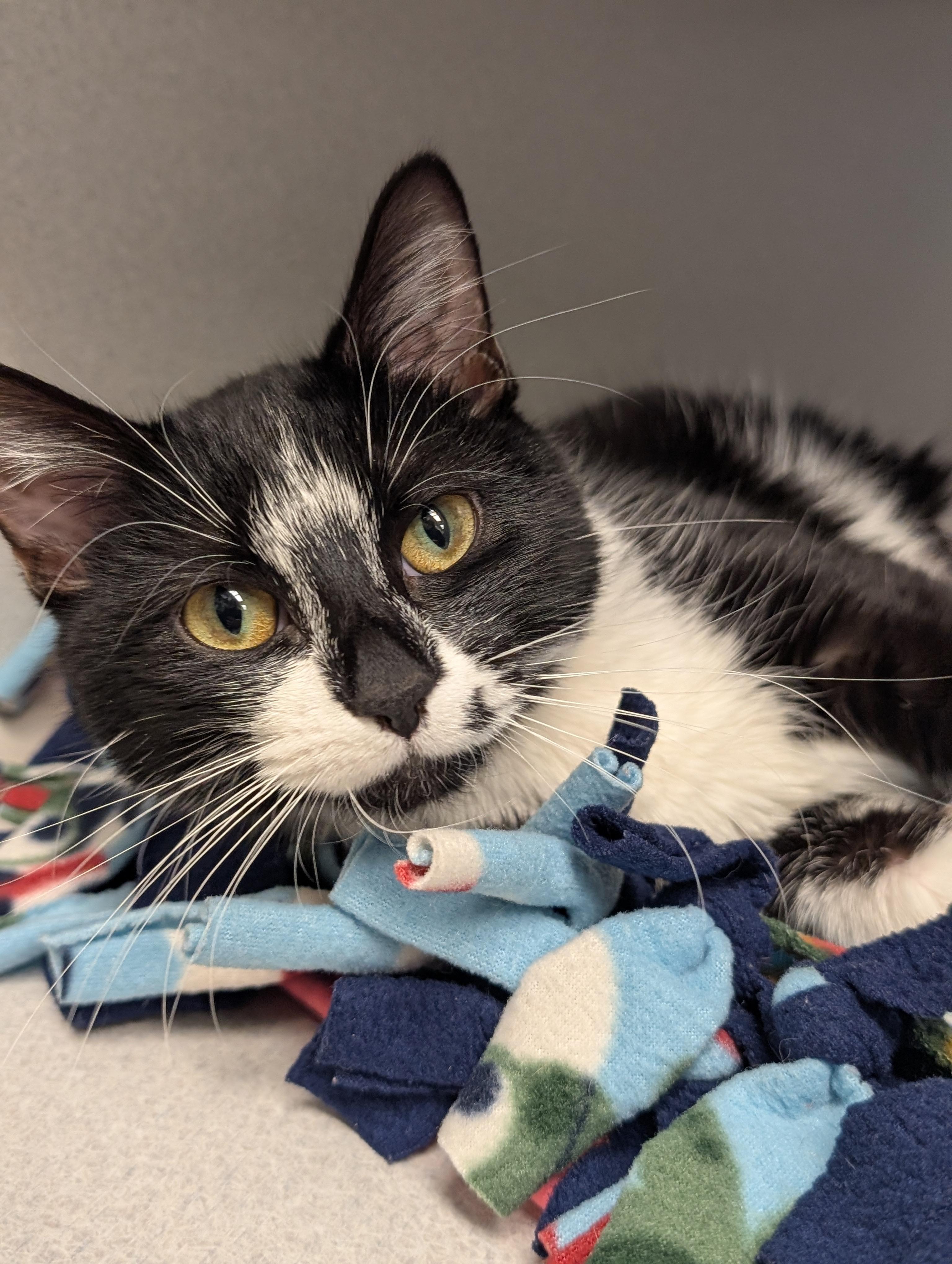 Elide, adopted, Adult Female Domestic Short Hair.