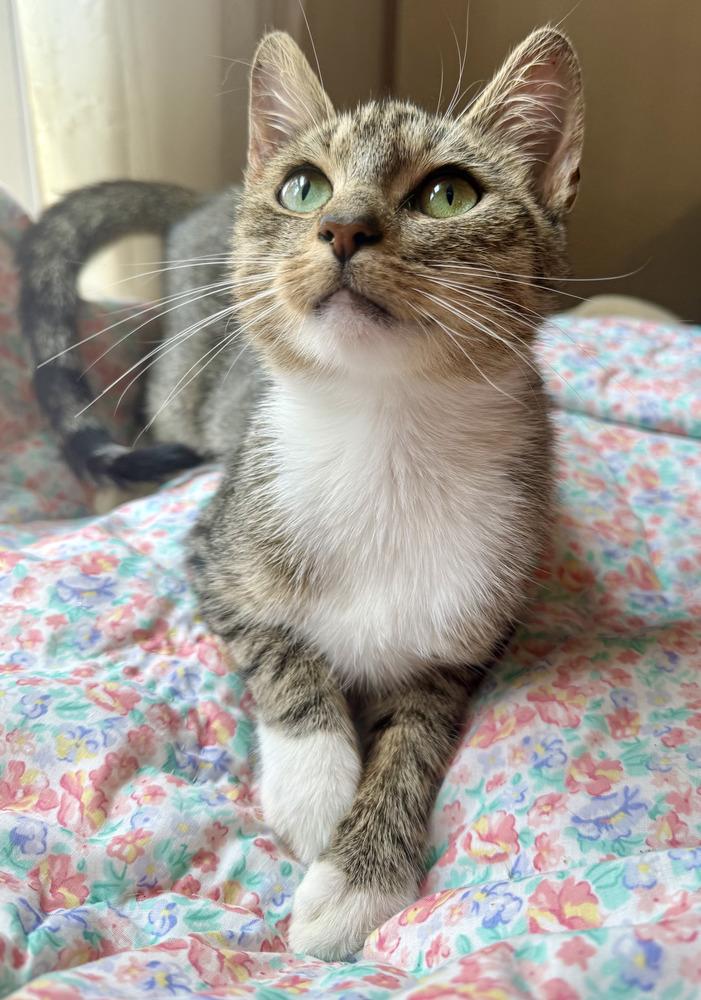 Minnie, Adoptable, Young Female Domestic Short Hair.