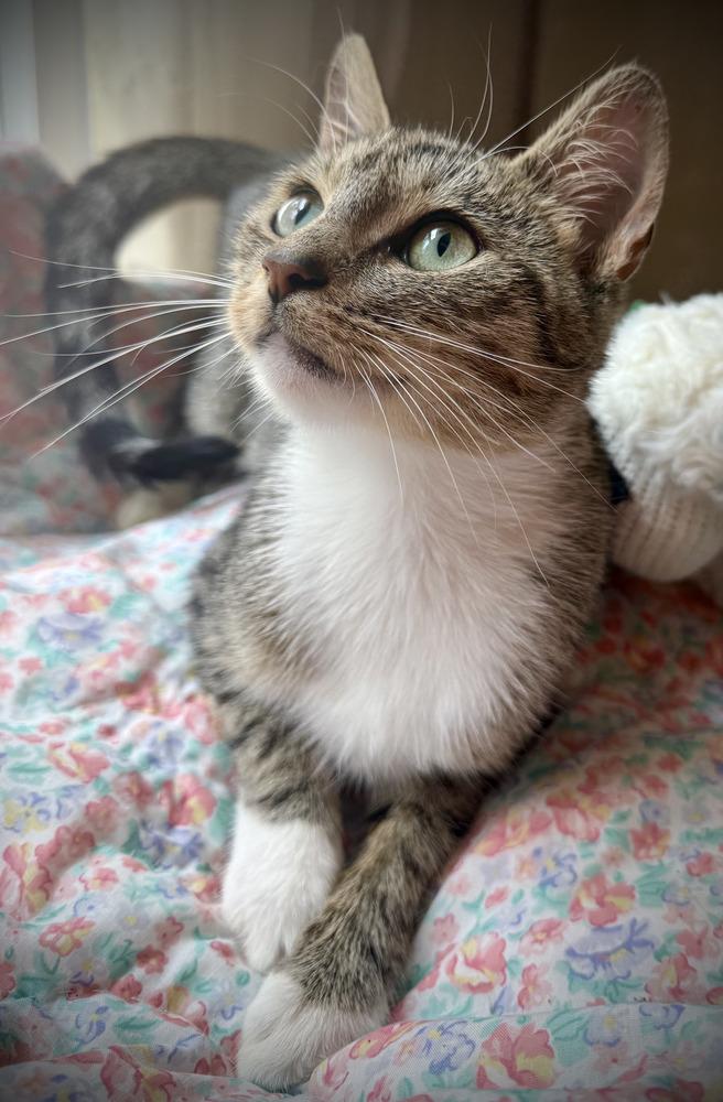 Enlarge Minnie, a Adoptable Domestic Short Hair in Kannapolis, NC image 2/2