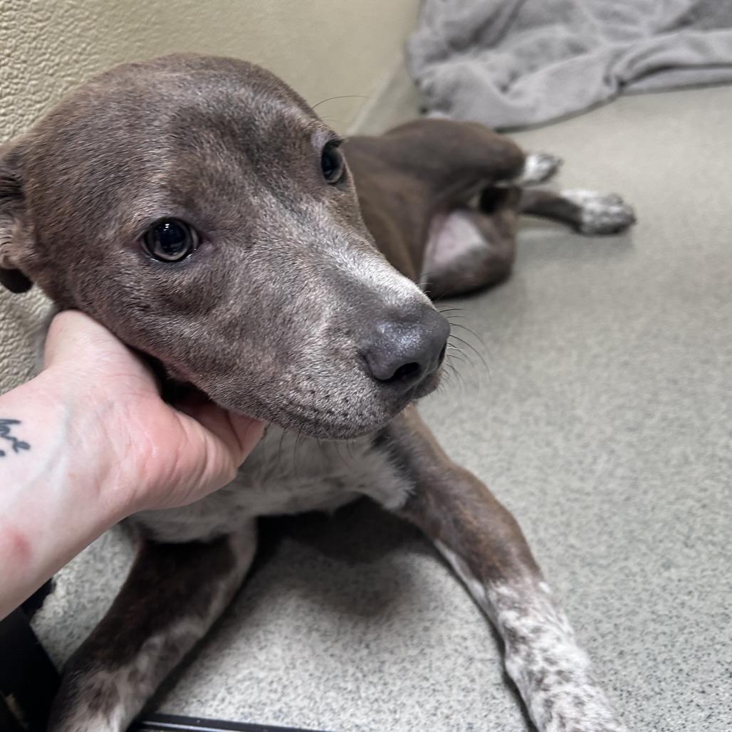 Oakley (C000-282)-City Of Industry Location, Adoptable, Young Female Australian Cattle Dog / Blue Heeler.