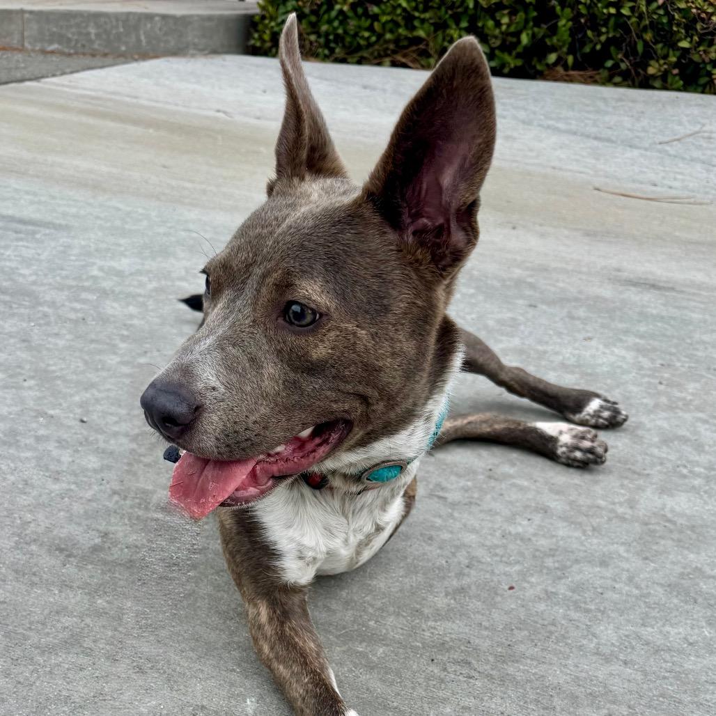 Enlarge Oakley (C000-282)-City Of Industry Location, a Adoptable Australian Cattle Dog / Blue Heeler in Chino Hills, CA image 2/5
