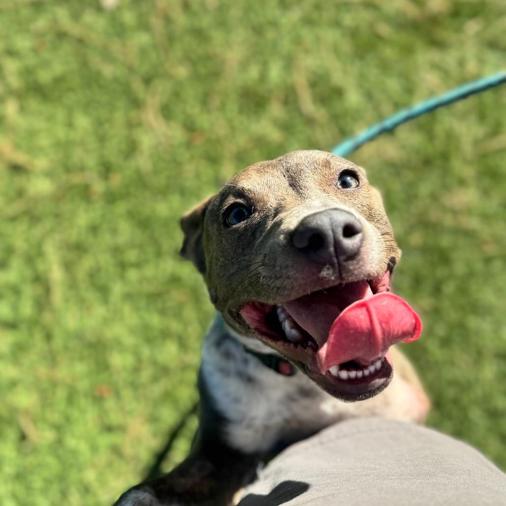 Enlarge Oakley (C000-282)-City Of Industry Location, a Adoptable Australian Cattle Dog / Blue Heeler in Chino Hills, CA image 3/5
