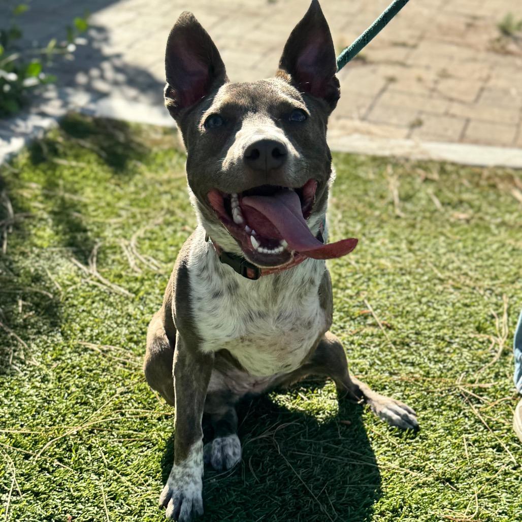Enlarge Oakley (C000-282)-City Of Industry Location, a Adoptable Australian Cattle Dog / Blue Heeler in Chino Hills, CA image 4/5