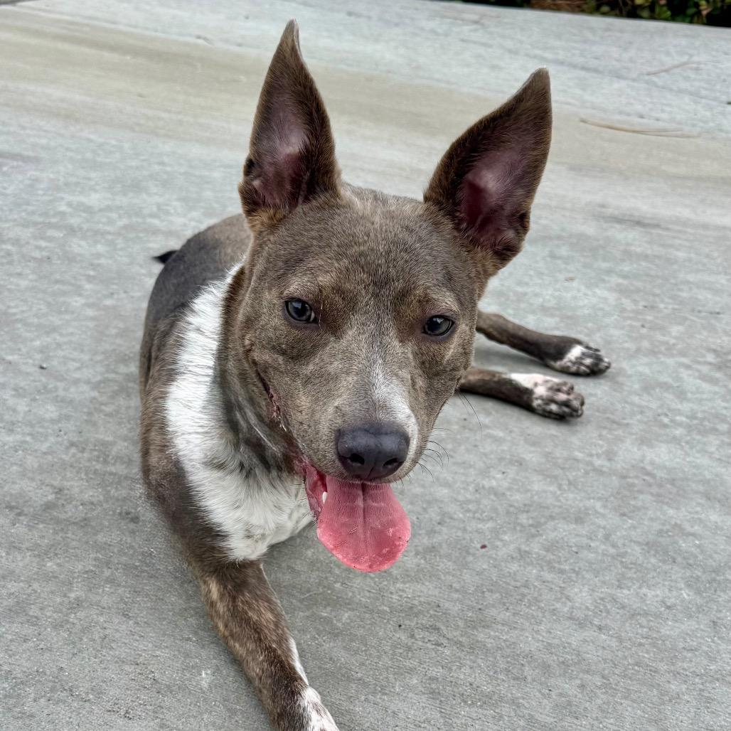 Enlarge Oakley (C000-282)-City Of Industry Location, a Adoptable Australian Cattle Dog / Blue Heeler in Chino Hills, CA image 5/5