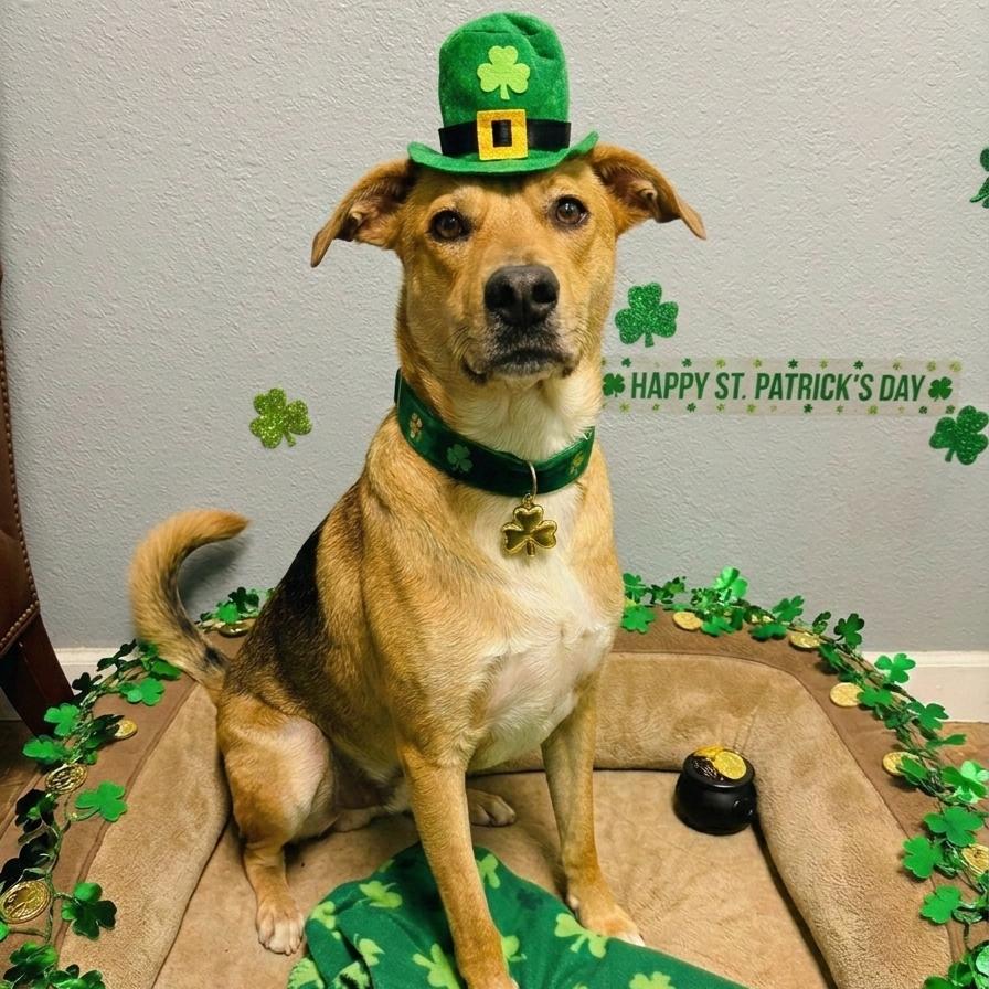 Rowdy, Adoptable, Adult Male Black Mouth Cur & Mountain Cur.
