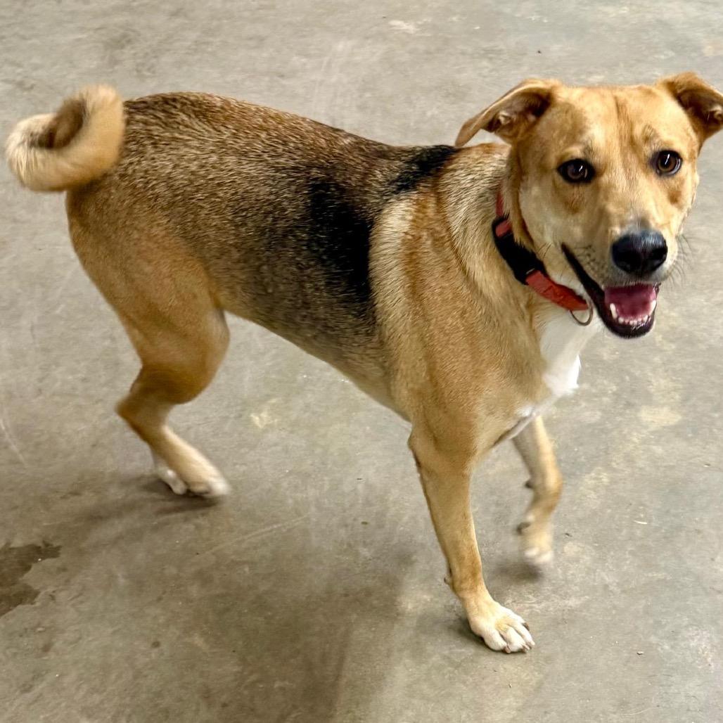 Enlarge Rowdy, a Adoptable mixed breed in Mount Pleasant, TX image 2/6
