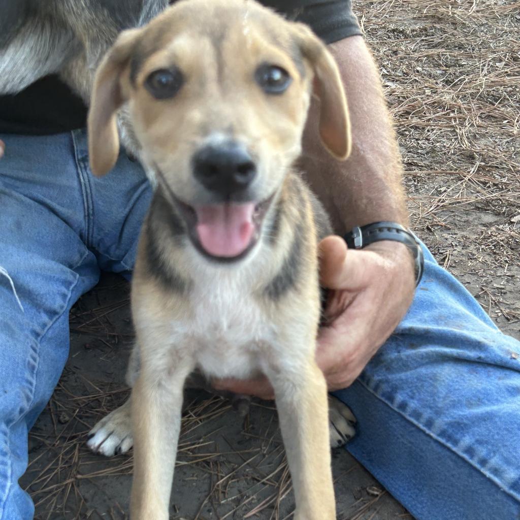 Enlarge Rowdy, a Adoptable mixed breed in Mount Pleasant, TX image 3/6