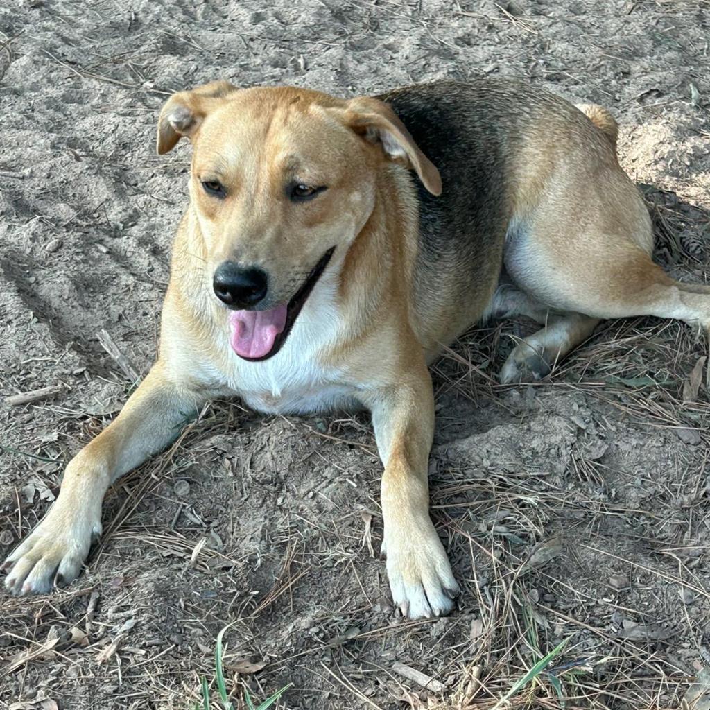 Enlarge Rowdy, a Adoptable mixed breed in Mount Pleasant, TX image 1/6