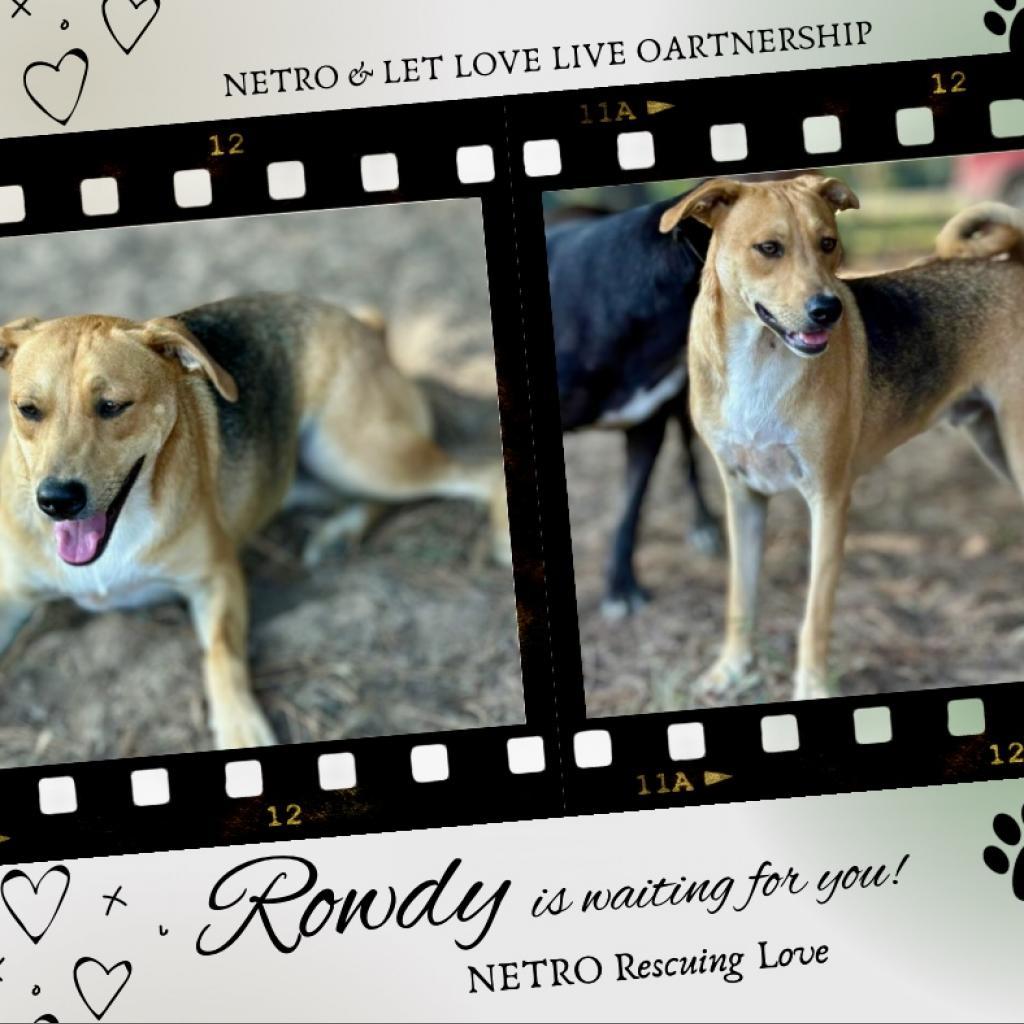 Enlarge Rowdy, a Adoptable mixed breed in Mount Pleasant, TX image 2/6