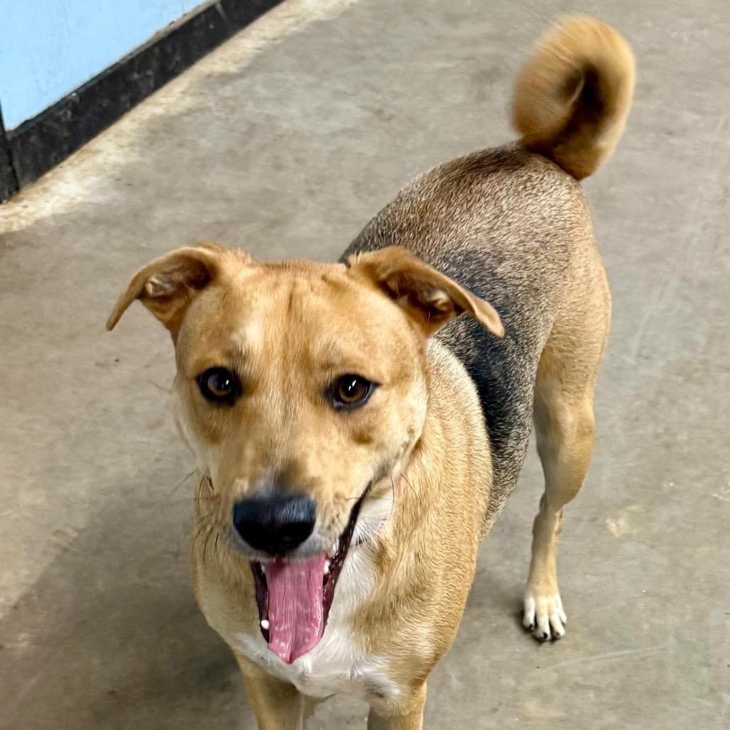 Enlarge Rowdy, a Adoptable mixed breed in Mount Pleasant, TX image 3/6